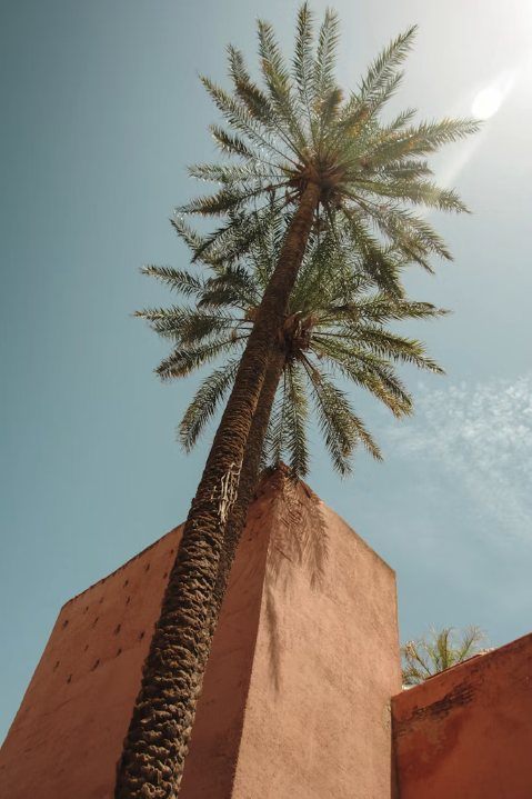 Marrakech — Palmeraie